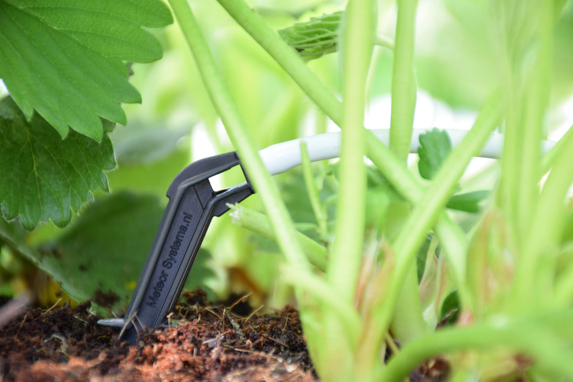 wingpeg.jpg wingpeg.jpg