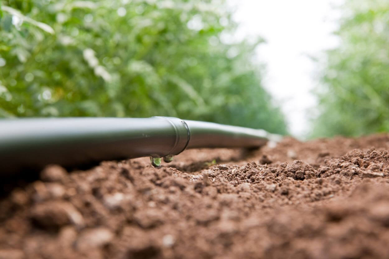 dripirrigation.jpg dripirrigation.jpg