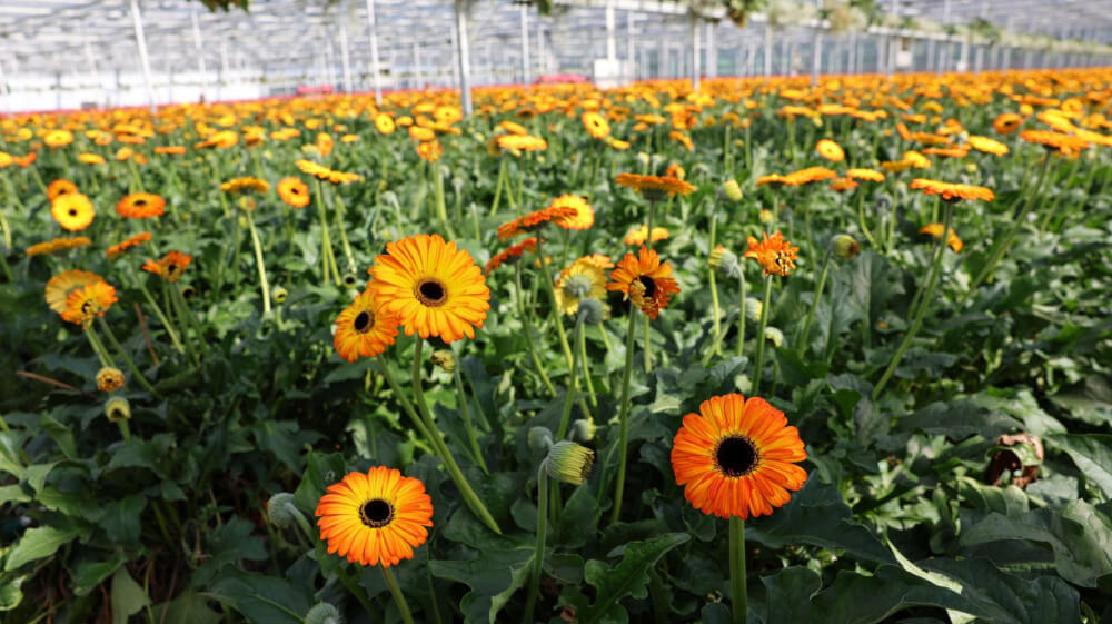 cutflowersgrowingsystems.jpg cutflowersgrowingsystems.jpg