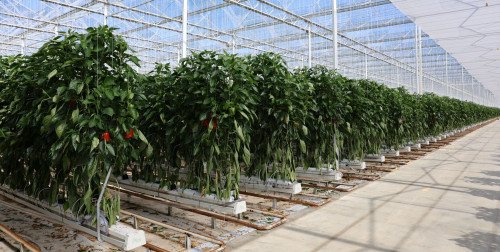 vegetablesgrowingsystems.jpg vegetablesgrowingsystems.jpg