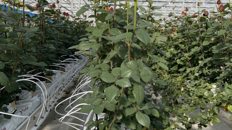 snijbloemen-rozen.jpg snijbloemen-rozen.jpg