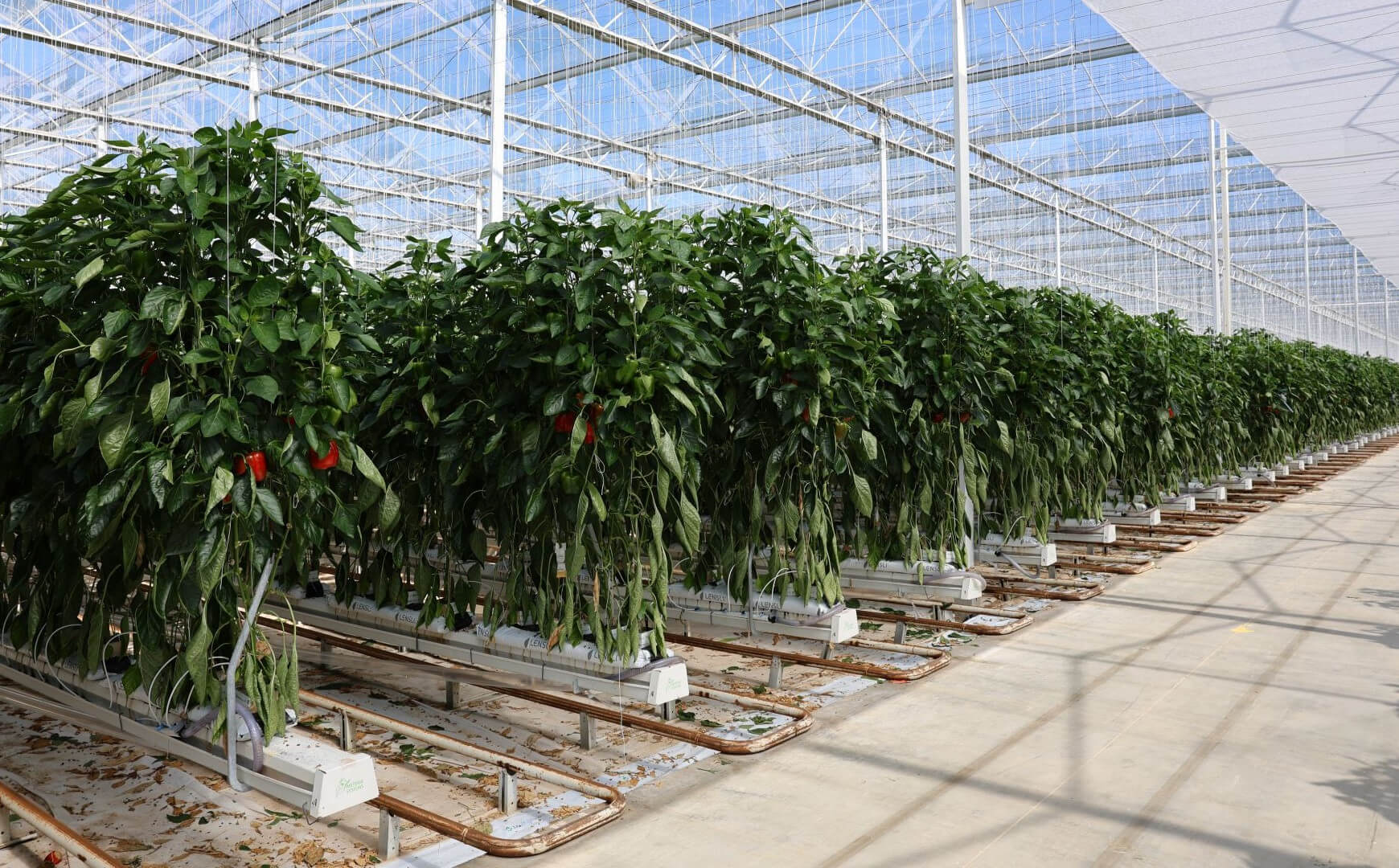 vegetablesgrowingsystems