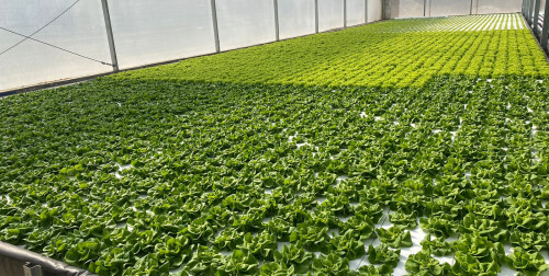 drijver.jpg drijver.jpg