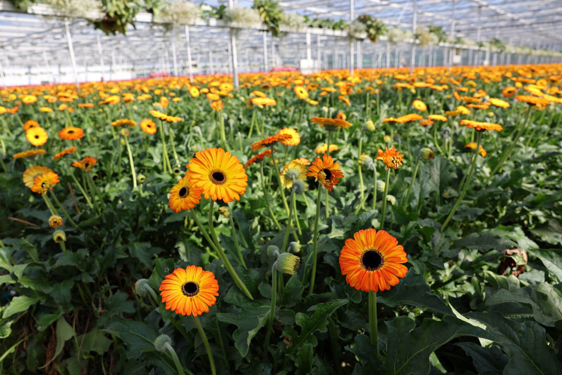 cutflowersgrowingsystems.jpg cutflowersgrowingsystems.jpg