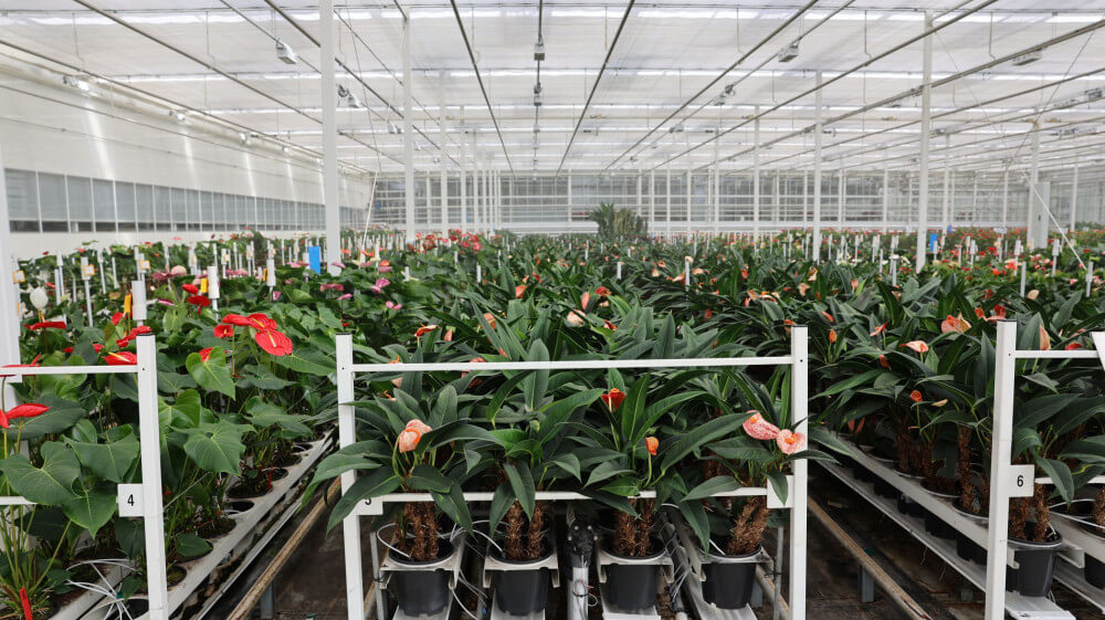 cutflowers2.jpg cutflowers2.jpg