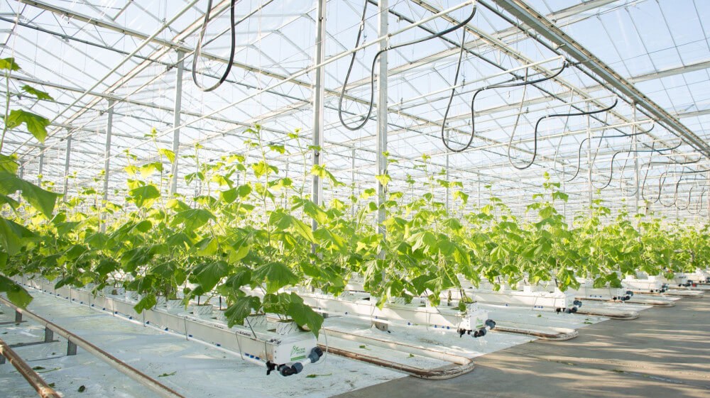 cucumbergrowingsystem.jpg cucumbergrowingsystem.jpg