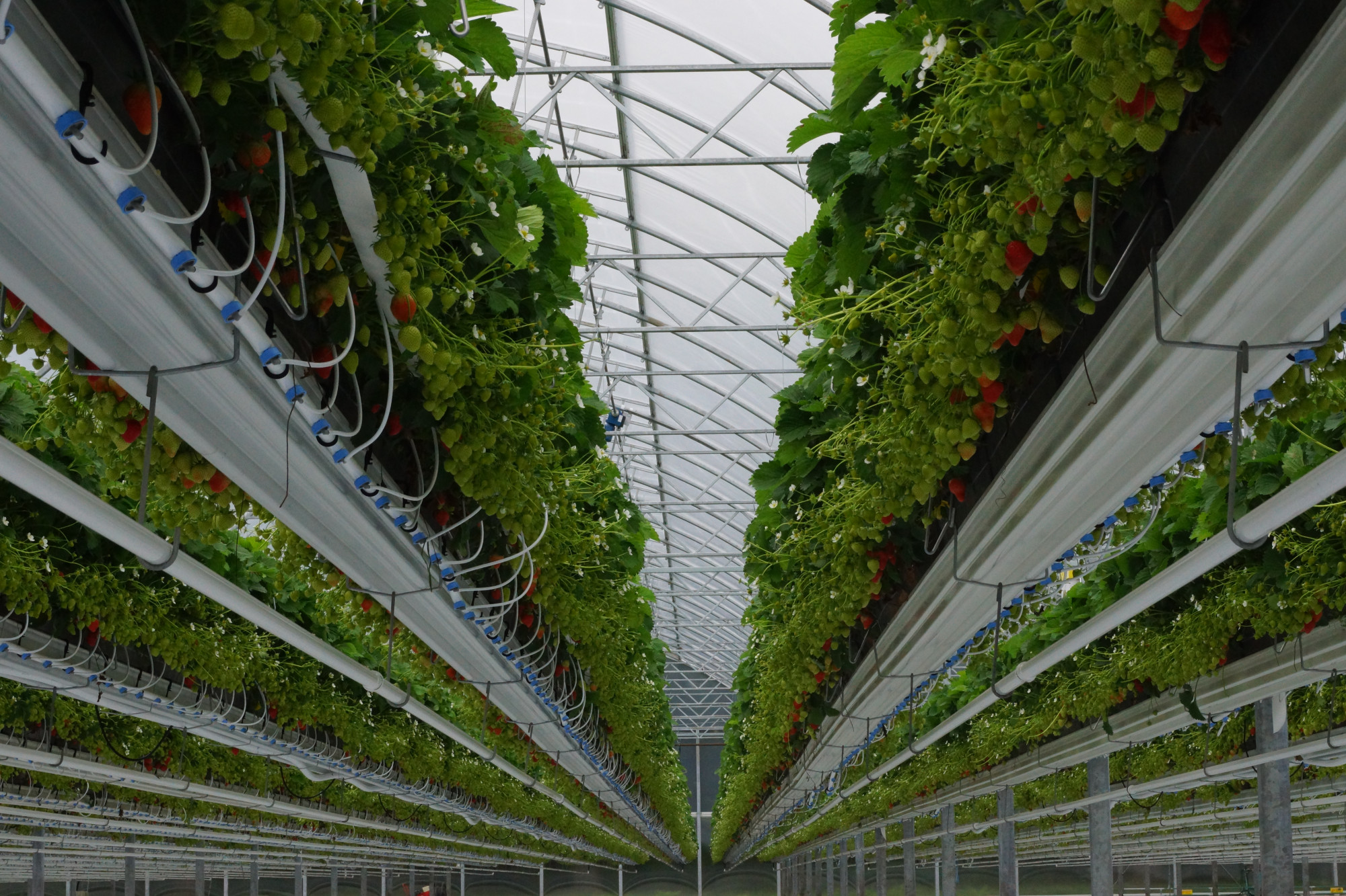 blz.8groterondje.jpg blz.8groterondje.jpg