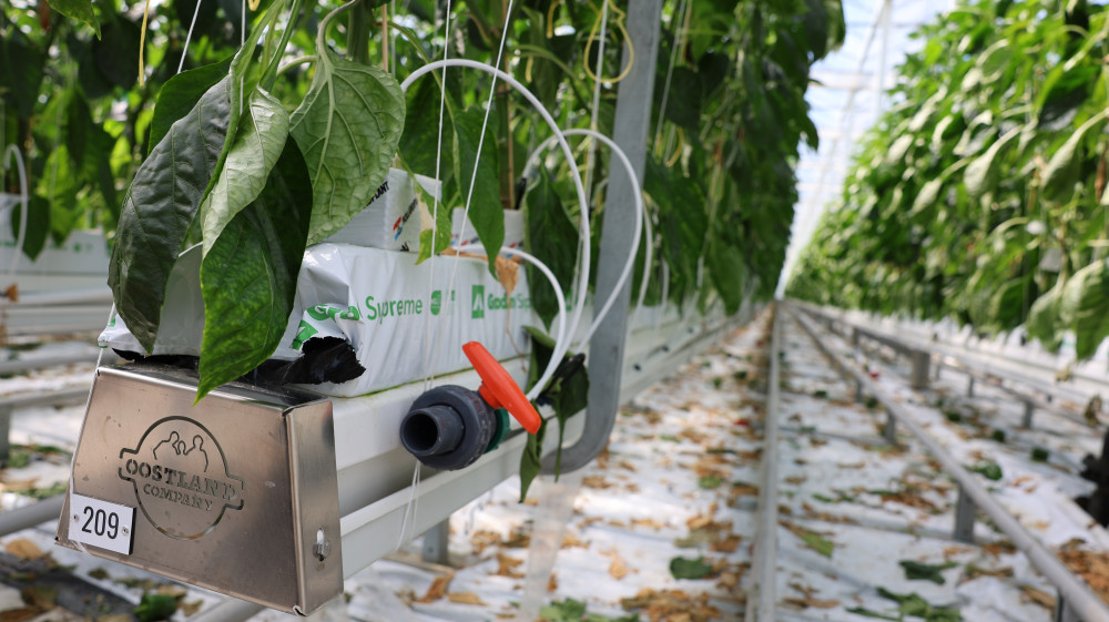 LS5A3364.JPG LS5A3364.JPG