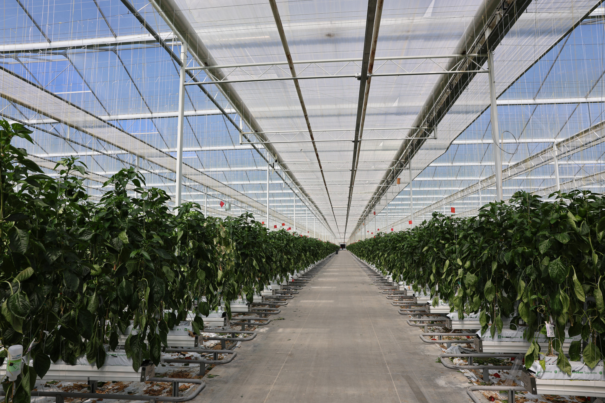 LS5A3375.JPG LS5A3375.JPG