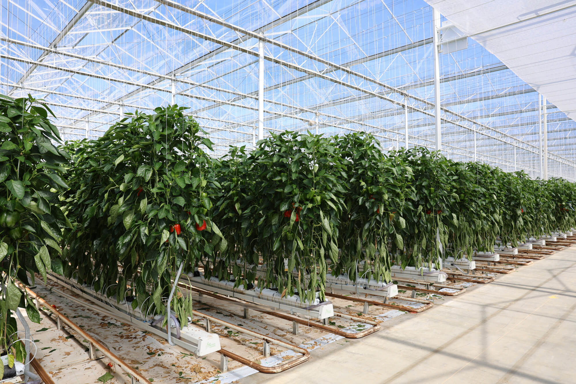 ls5a3314.jpg ls5a3314.jpg