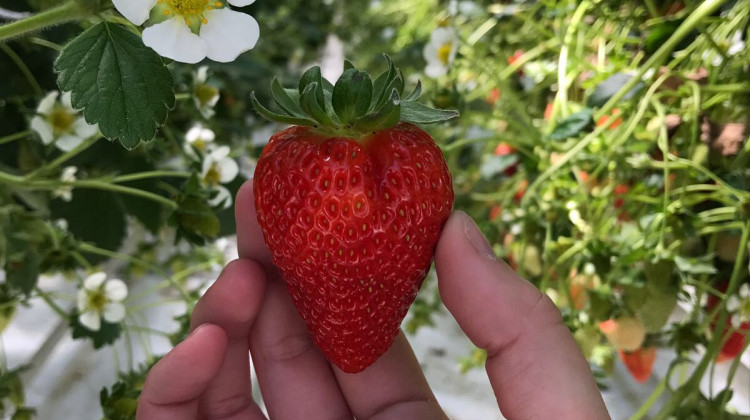 fruit-aardbei.jpg