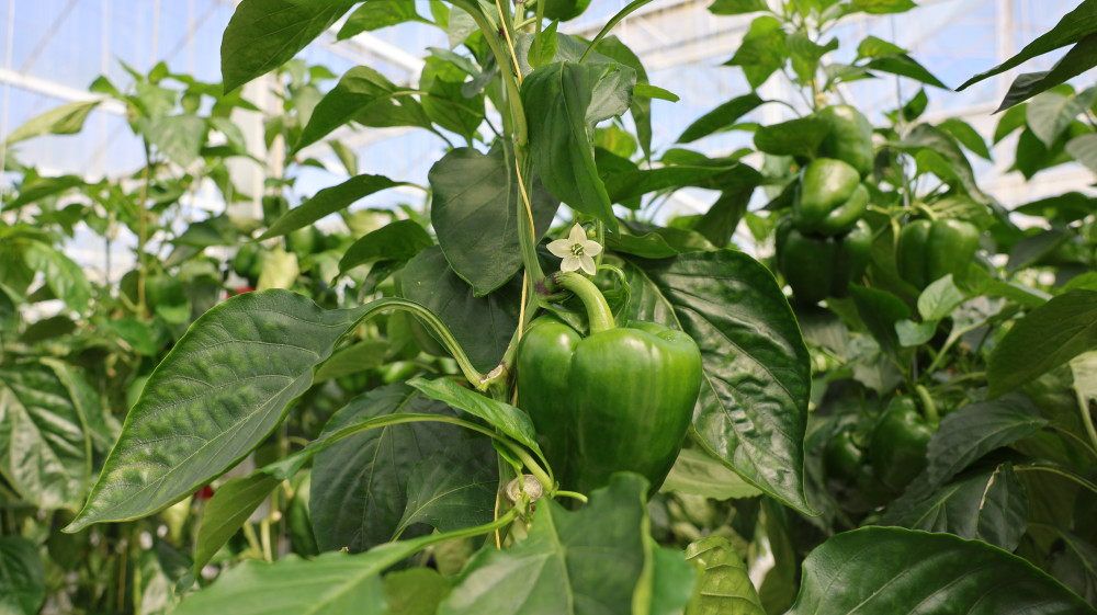 LS5A3420.JPG LS5A3420.JPG