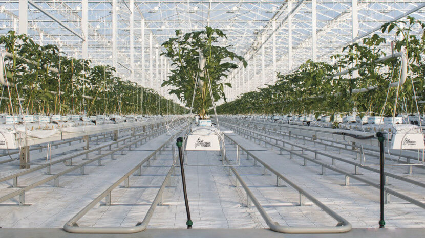 meteorsystemsgrowingsolutions.jpg meteorsystemsgrowingsolutions.jpg